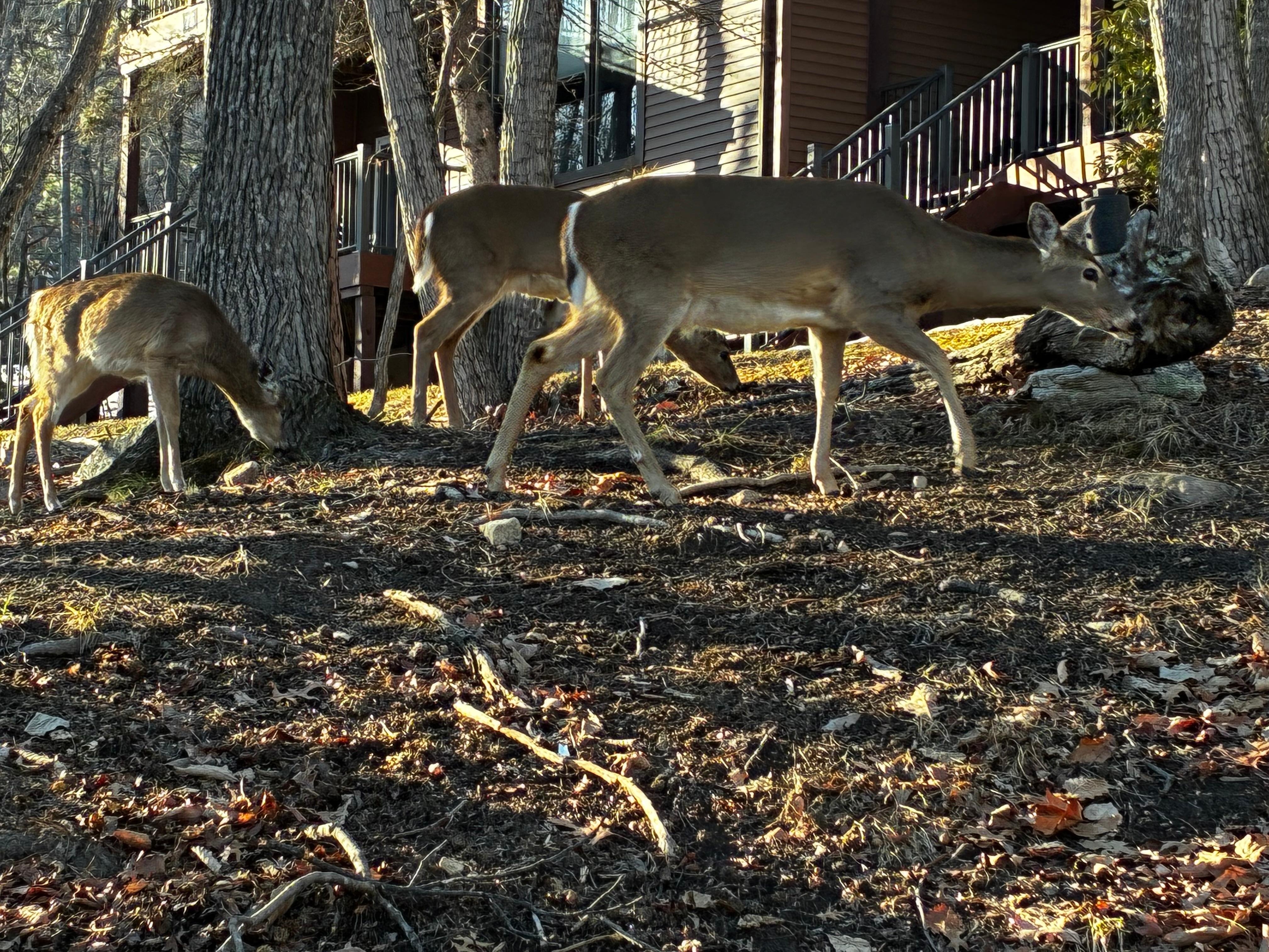 Friendly deer but don’t feed them!