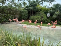 Pink flamingo