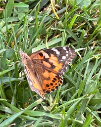 Was here to attend a butterfly memorial release at Stewart Park to commemorate all those lost to us.