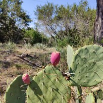Prickly pear cactus