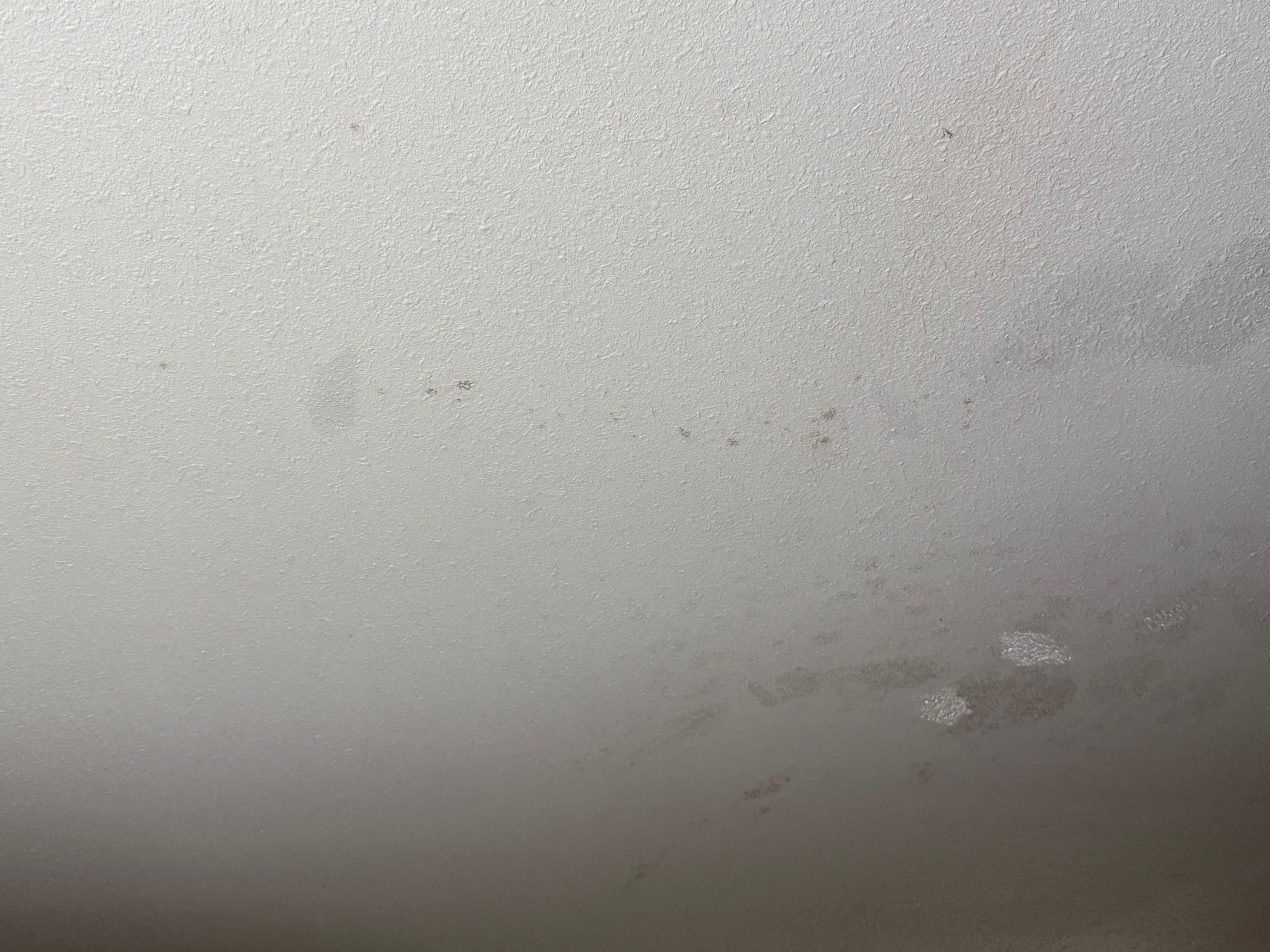 Stains/spots/mold on the ceiling 