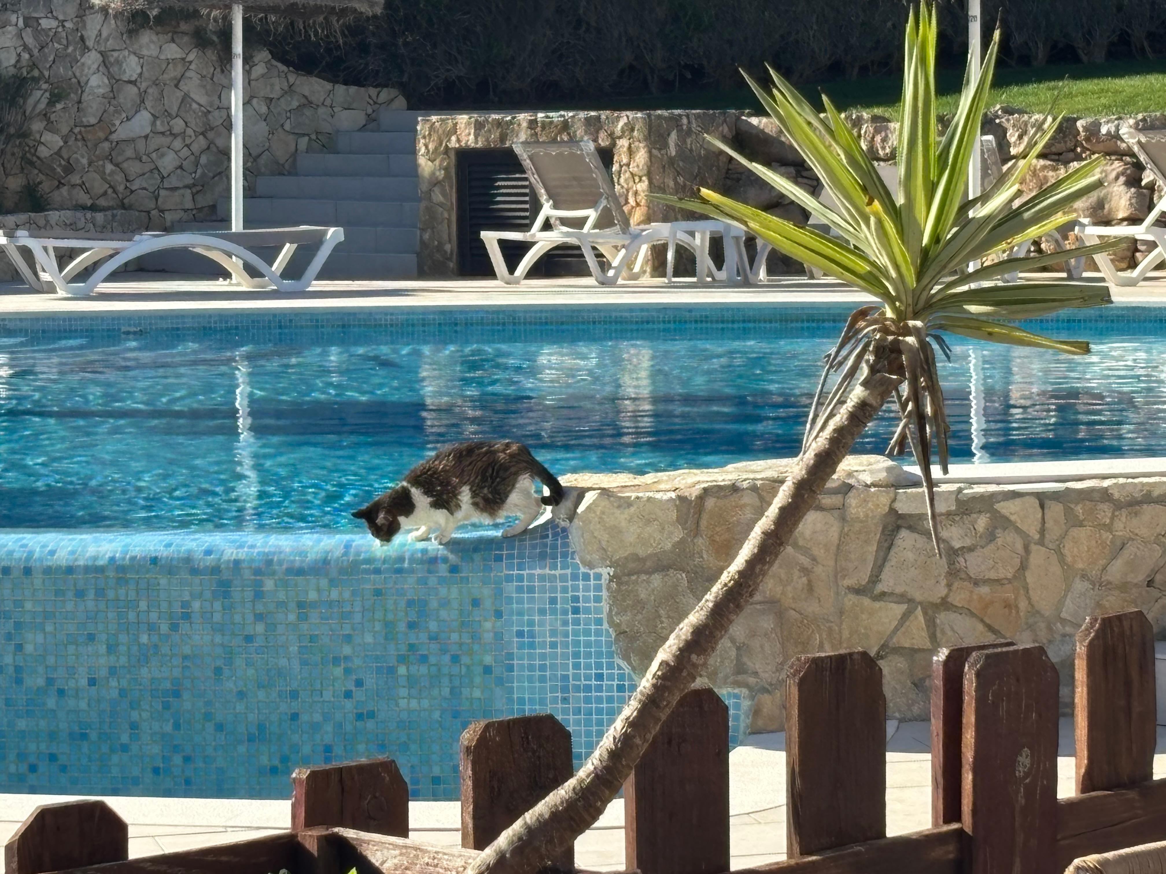 One of the resident kitty’s getting a drink.