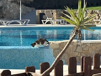 One of the resident kitty’s getting a drink.