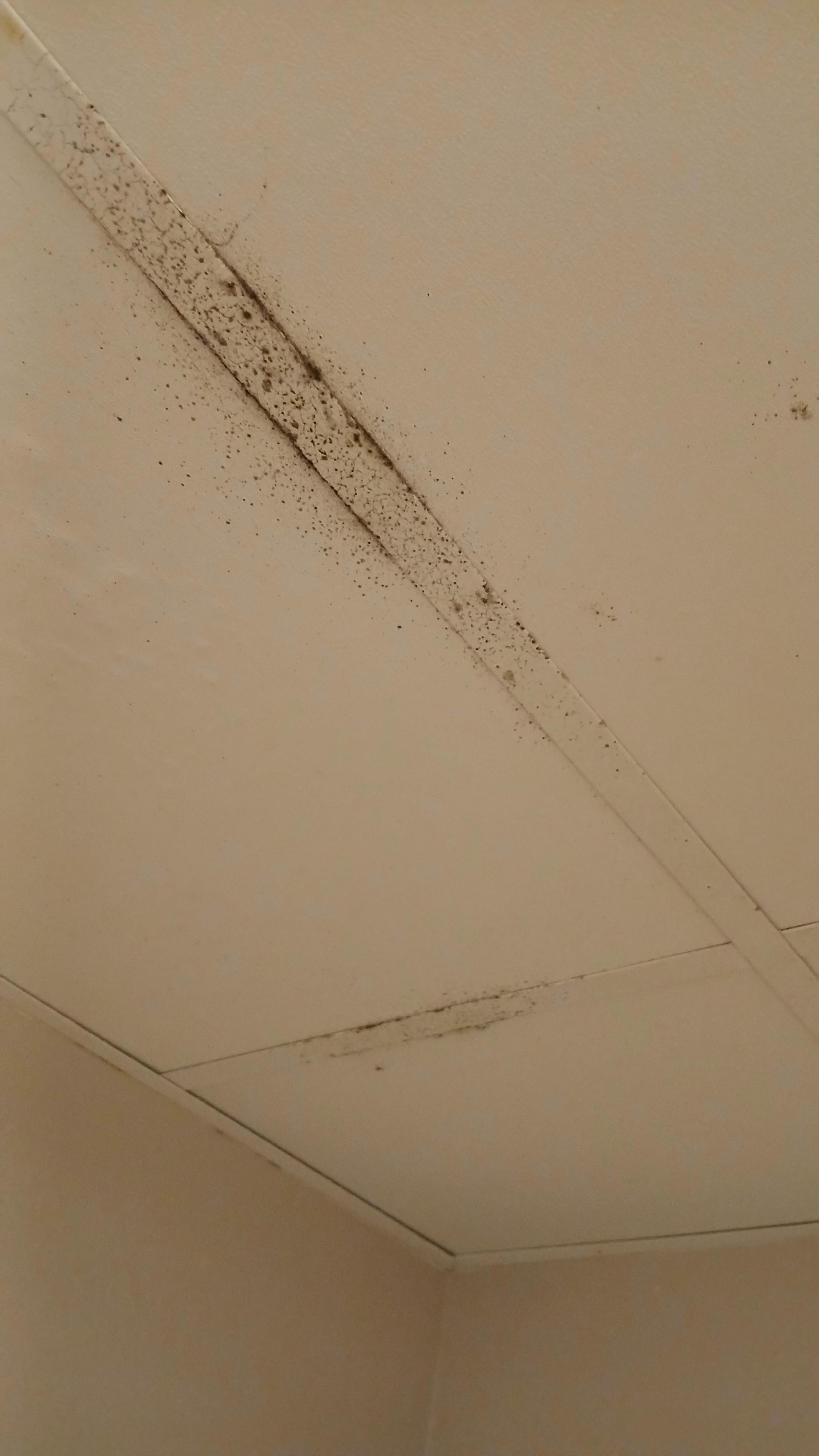 mold above shower in ceiling panels.