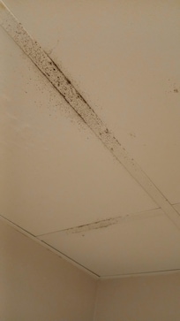 mold above shower in ceiling panels.
