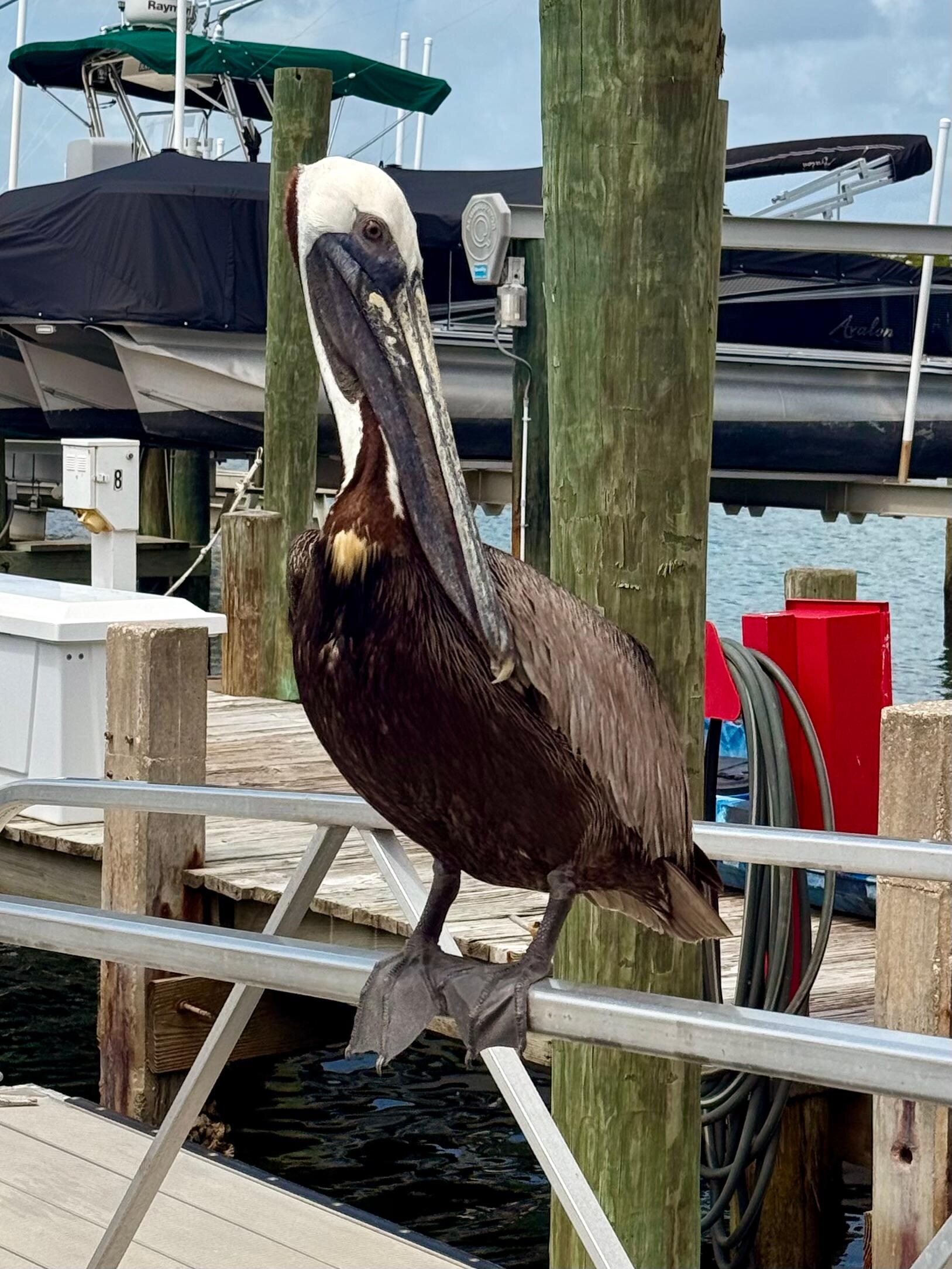 We took a boat ride. Ponce Inlet Watersports- Manatees & Dolphins Boat Tours. Very fun! 