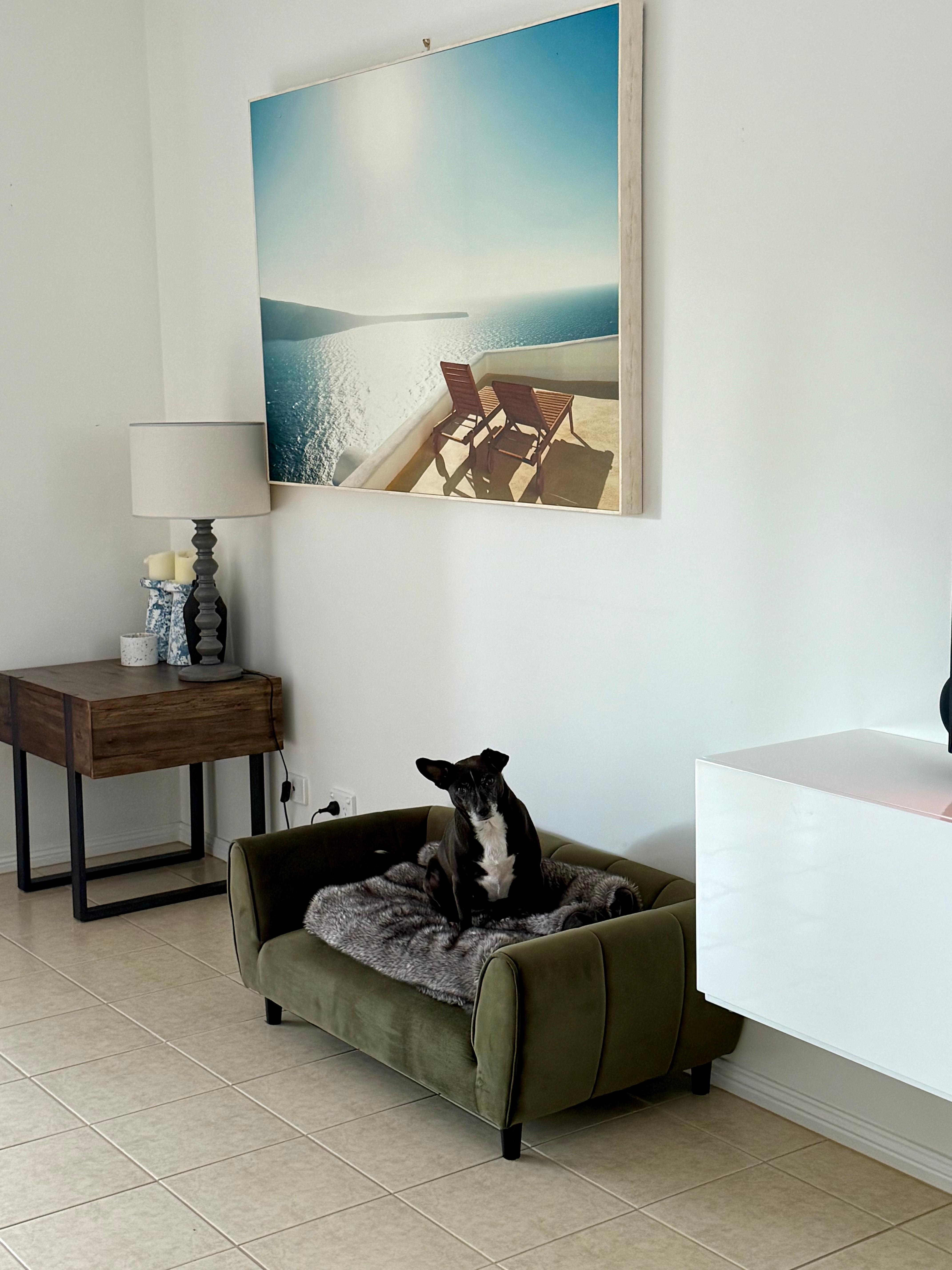   Bruna loves the couch 🐾