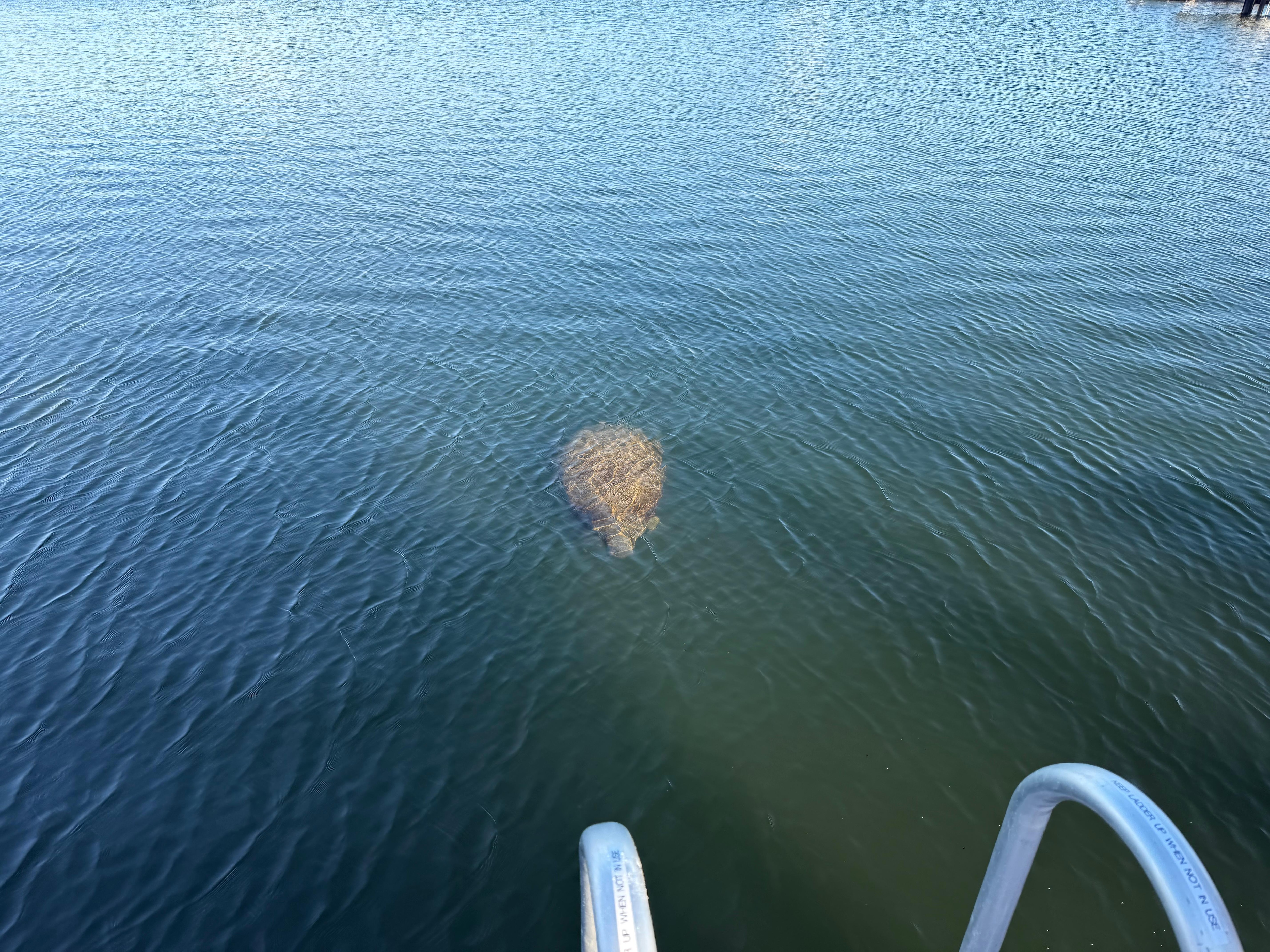 Manatee at the homes dock