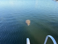 Manatee at the homes dock