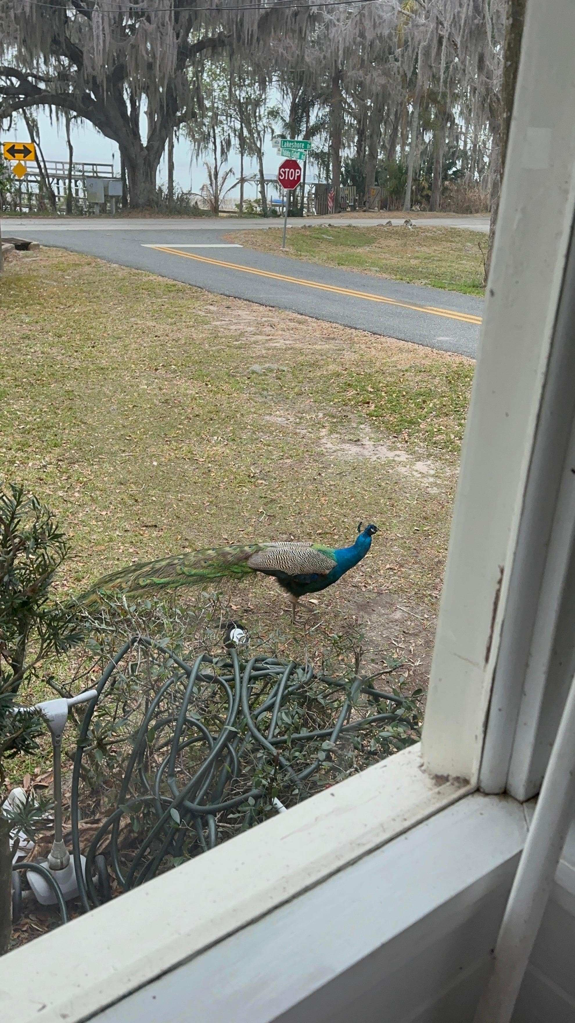 A flock of peacocks visited daily