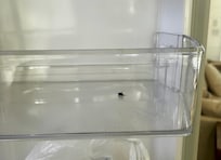 Dead fly in refrigerator