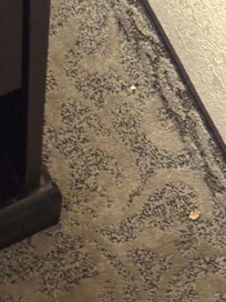 Trash all over carpet.