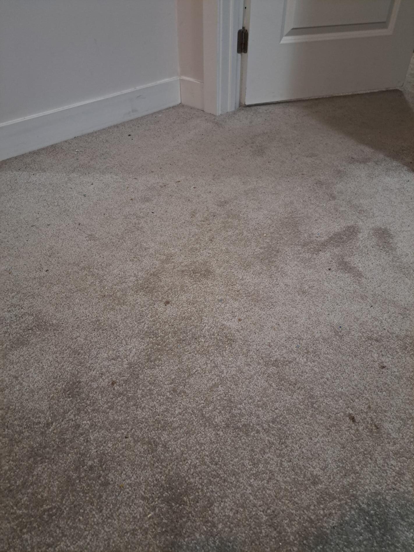 Carpet stains (throughout house)