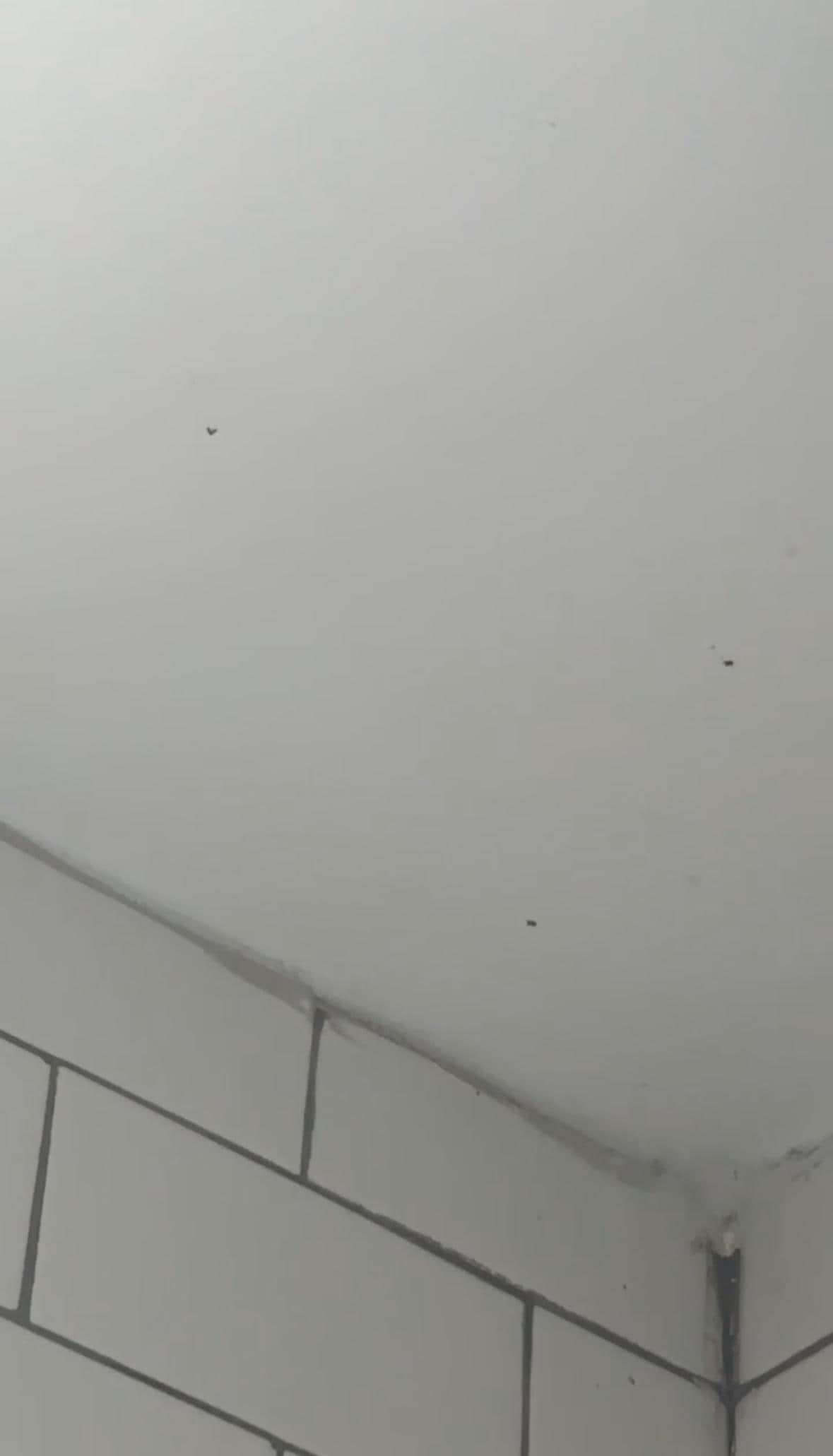 Fly/Nats on shower ceiling. 