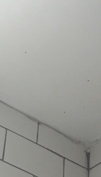 Fly/Nats on shower ceiling.
