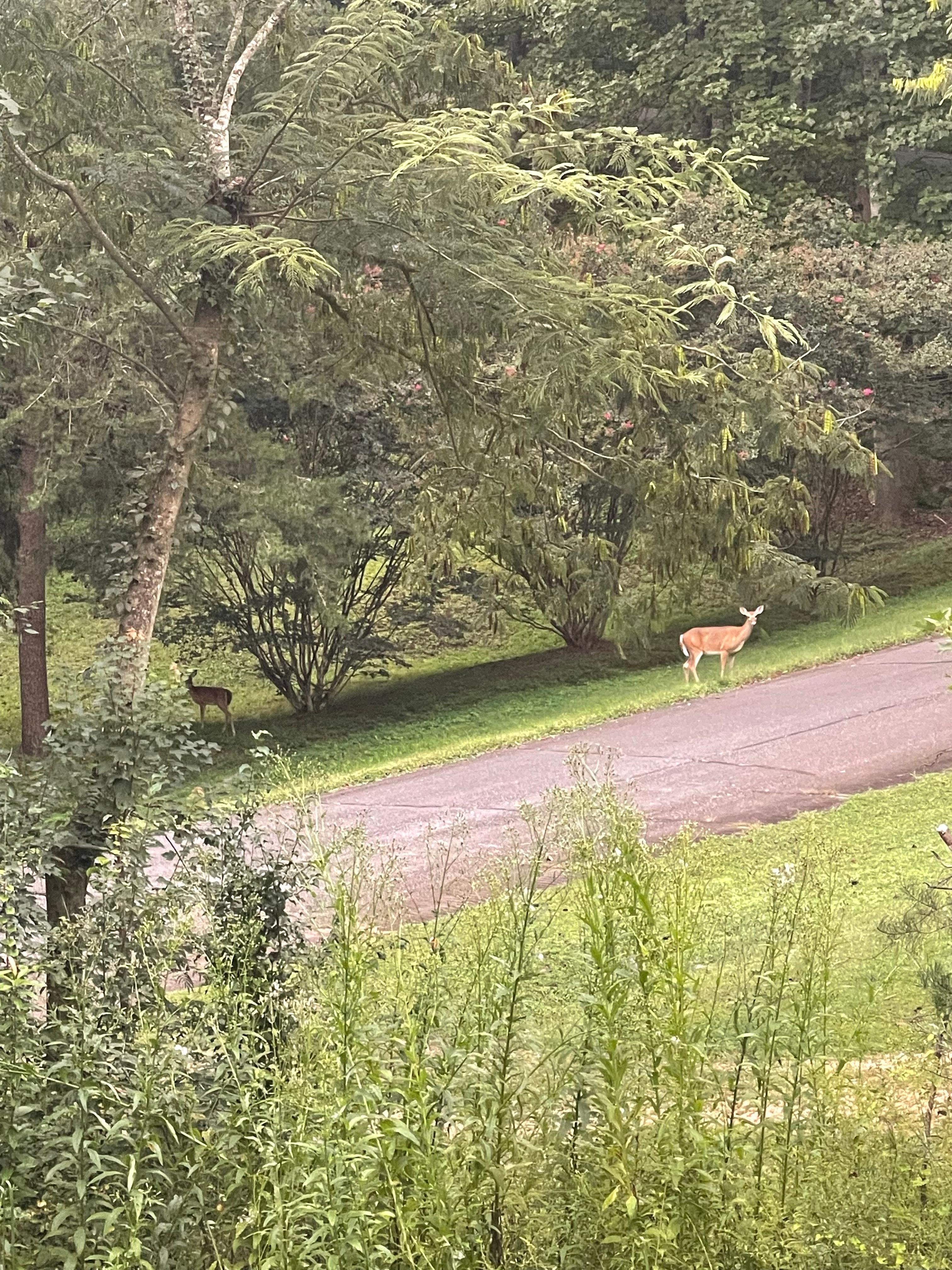 Local deer