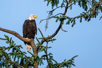Bald eagle in front of the house.