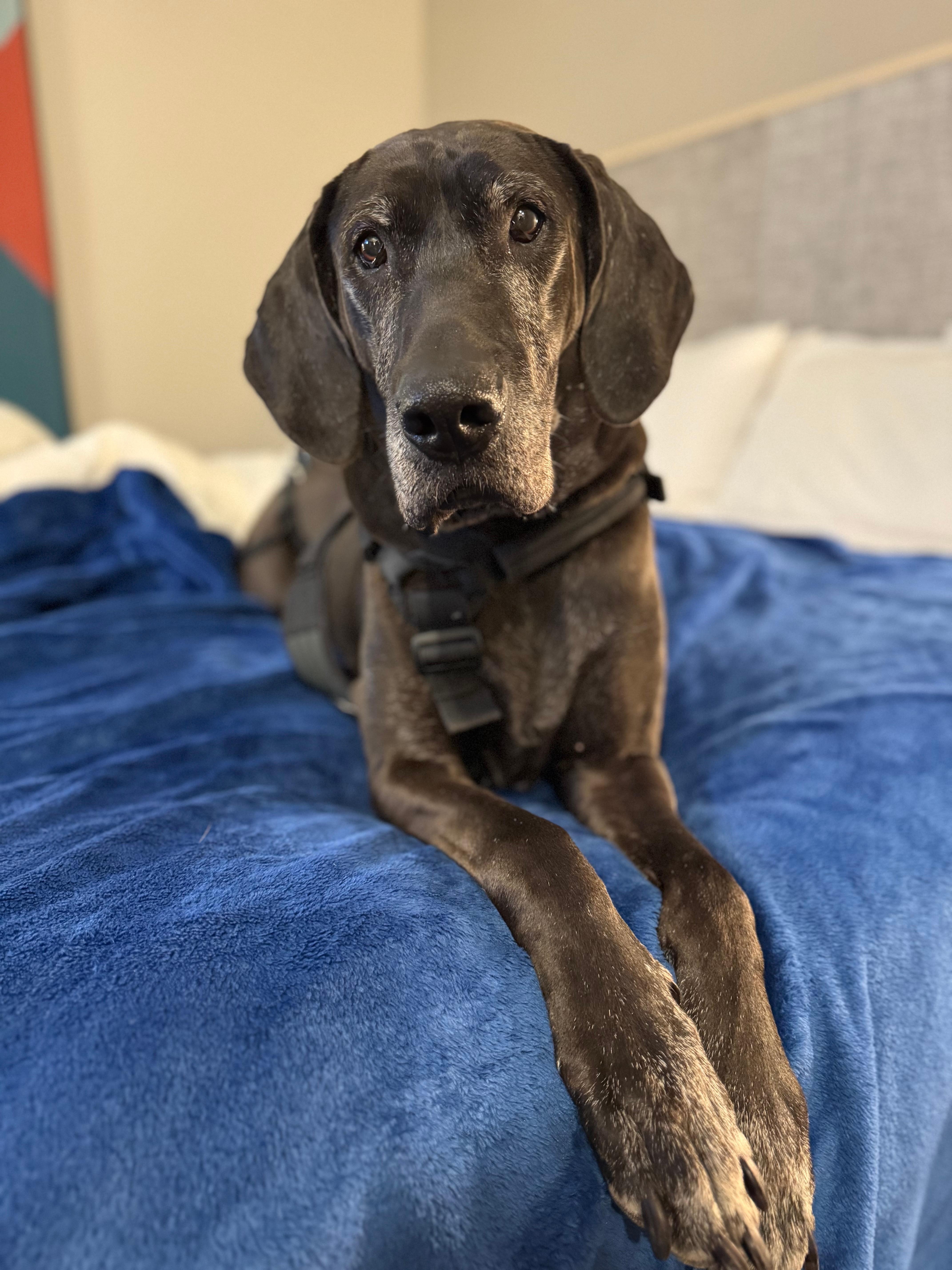 Comfortable bed and pillows 