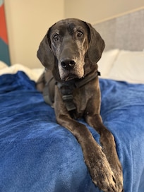 Comfortable bed and pillows