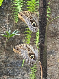 Butterfly Palace in Branson.