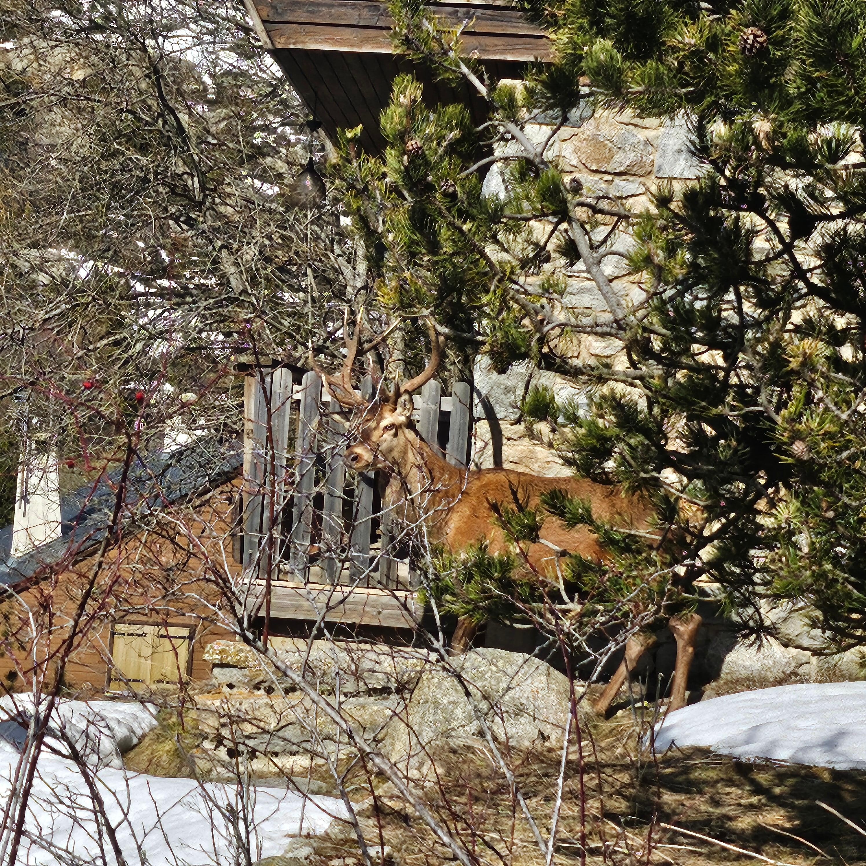 A quelques mètres du chalet
