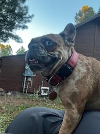 Backyard chilling with Daisy, aka Ms. Chaunkers!