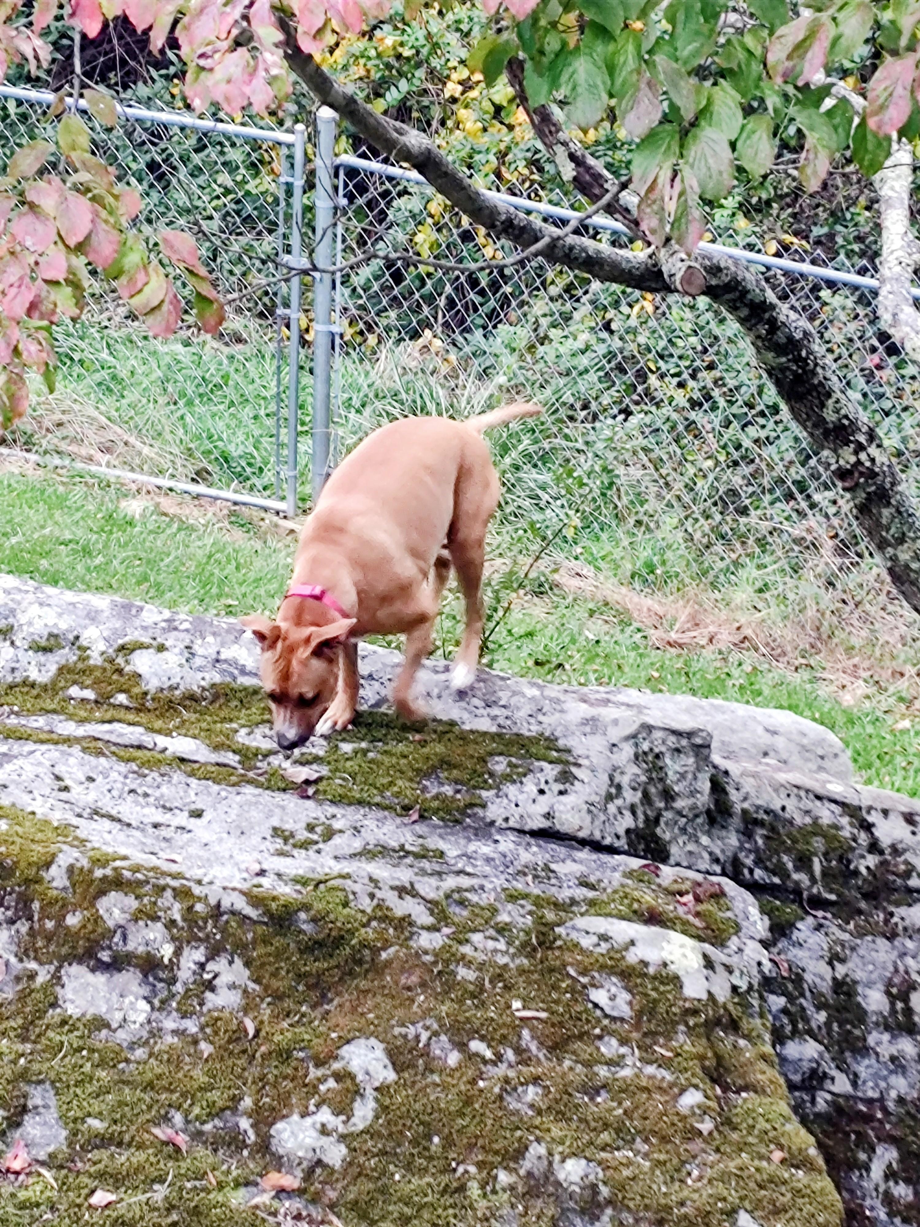 Roxie has a lot of fun playing in the yard and loves the boulder.