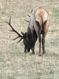 Elk, we saw them in Cherokee