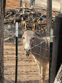 The donkey down the road