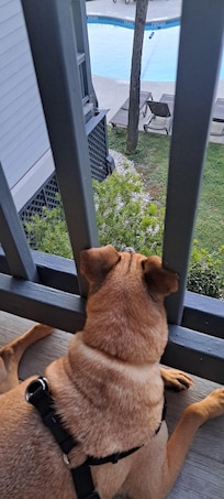 Our Blue enjoying balcony view