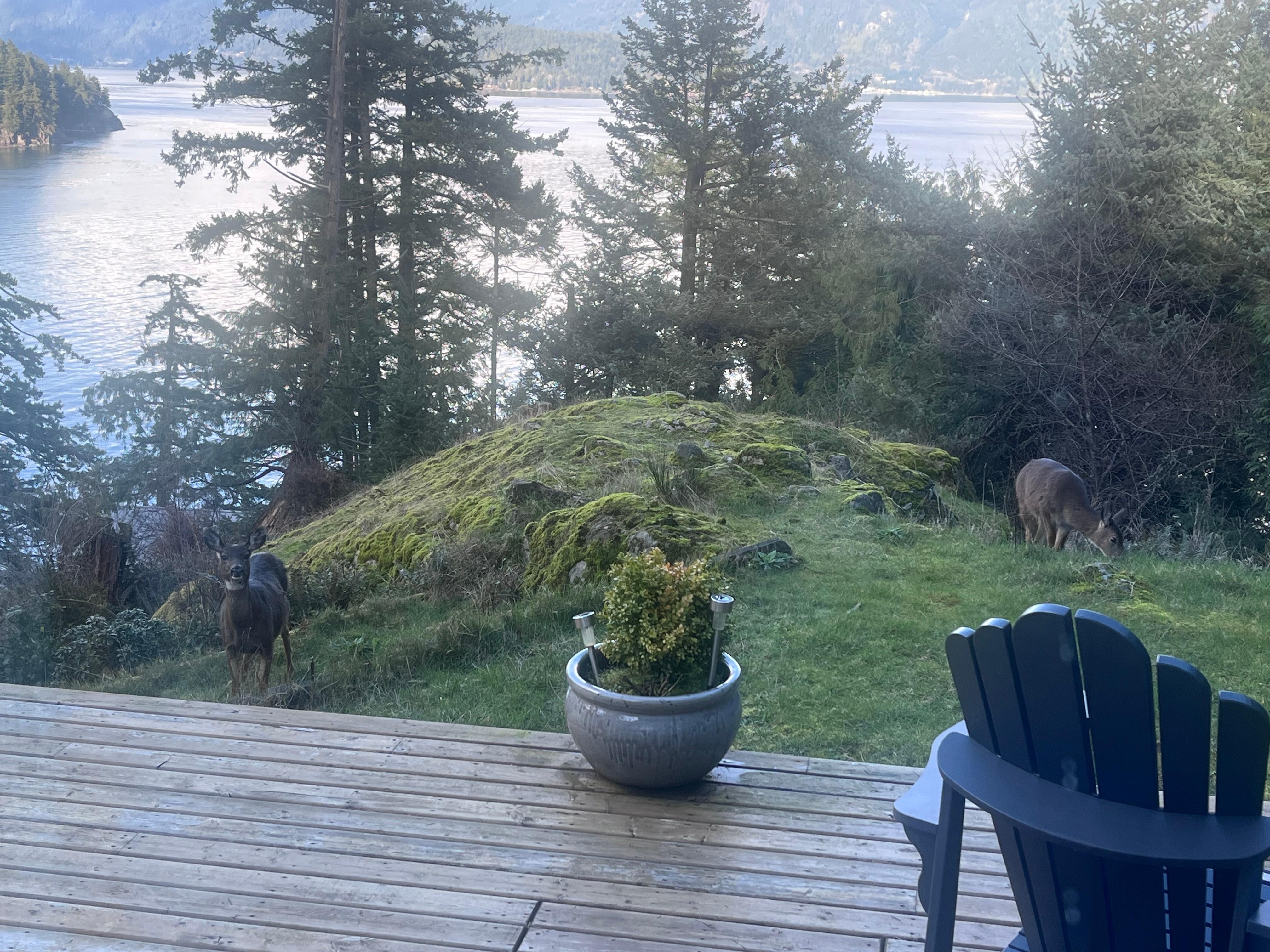Had some cute visitors during breakfast