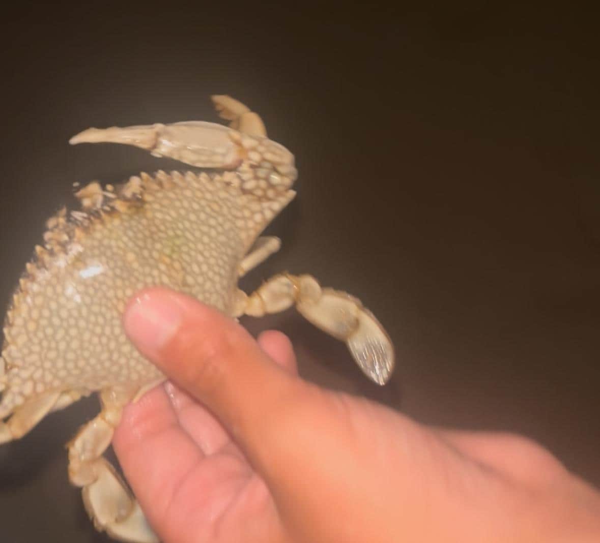 Lots of crabbing fun for the kids