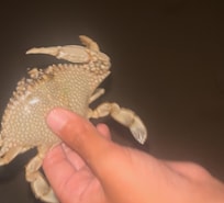 Lots of crabbing fun for the kids
