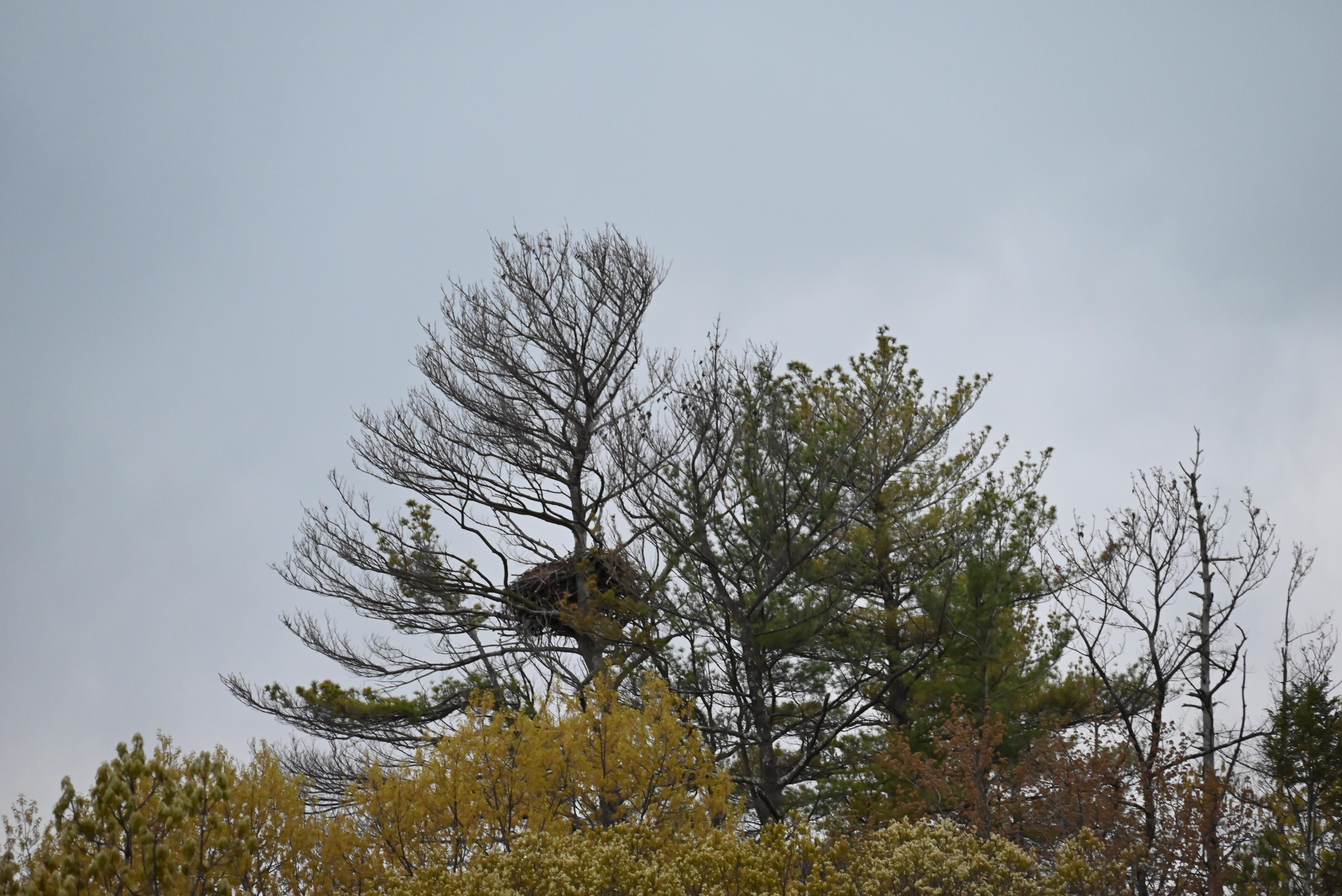 Eagle nest out back