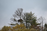 Eagle nest out back