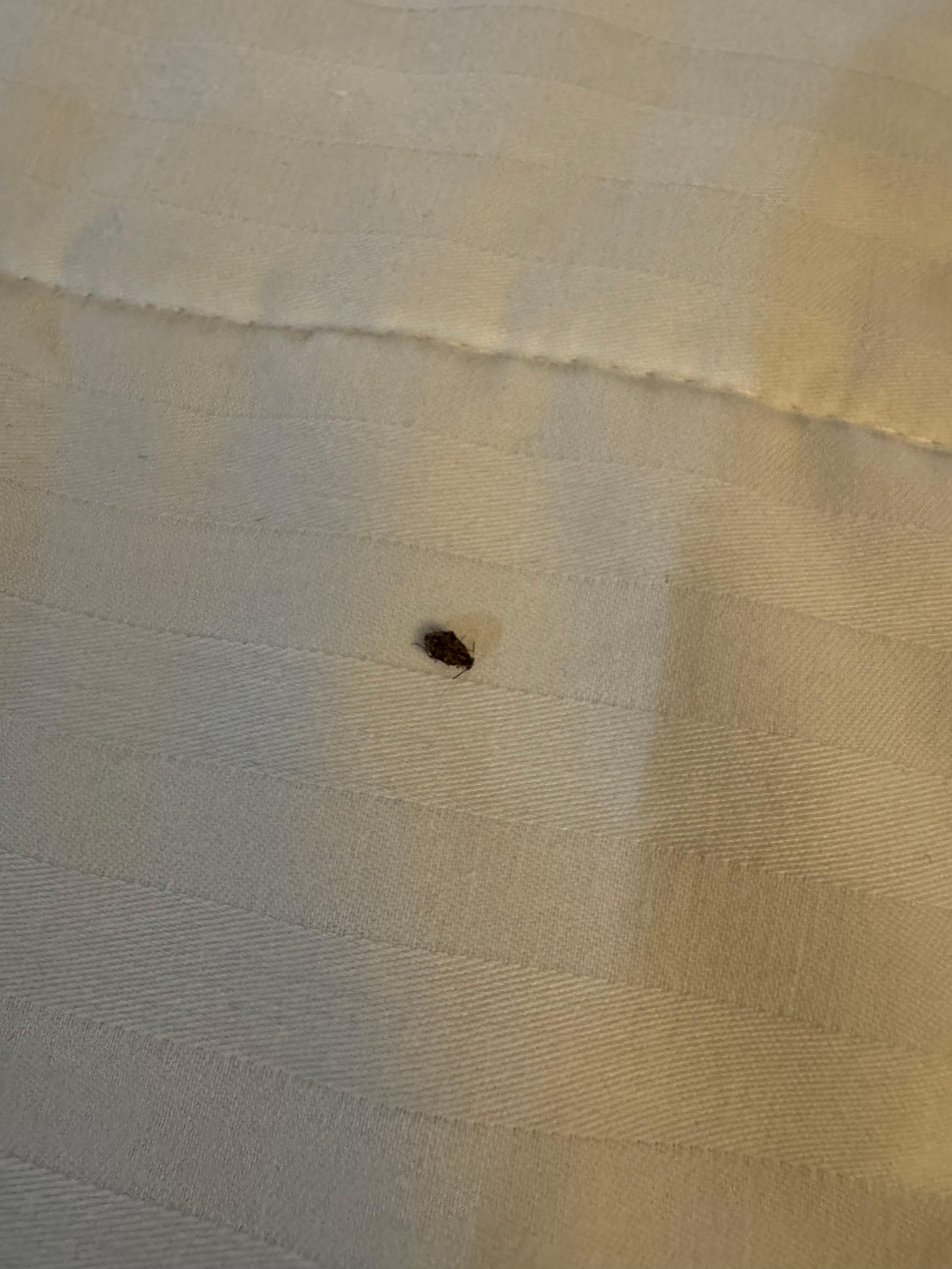 Hotel told me and Expedia this isn’t a bed bug. But any bug on a bed is a deal breaker!