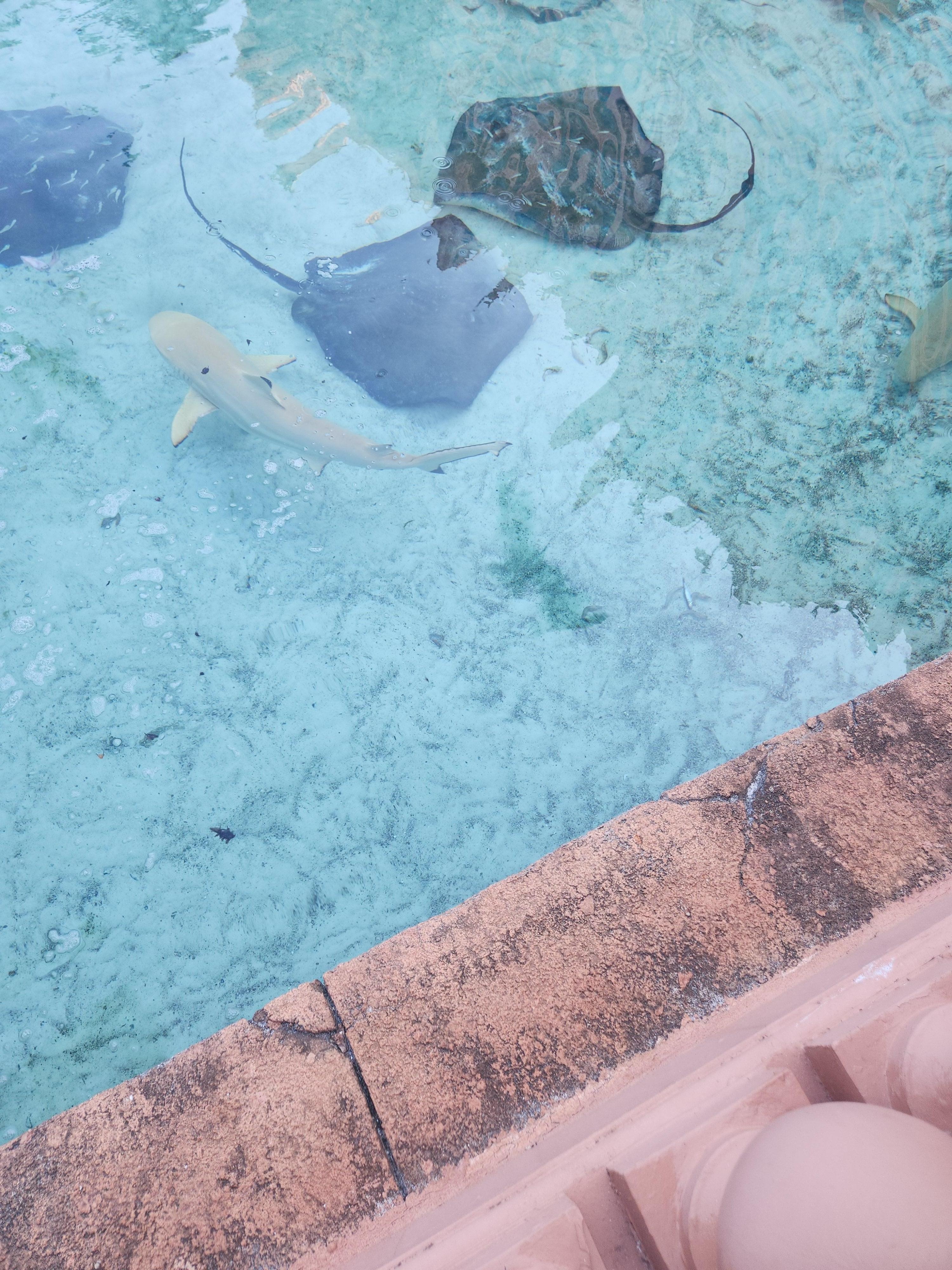 On resort Stingrays and sharks feeding time