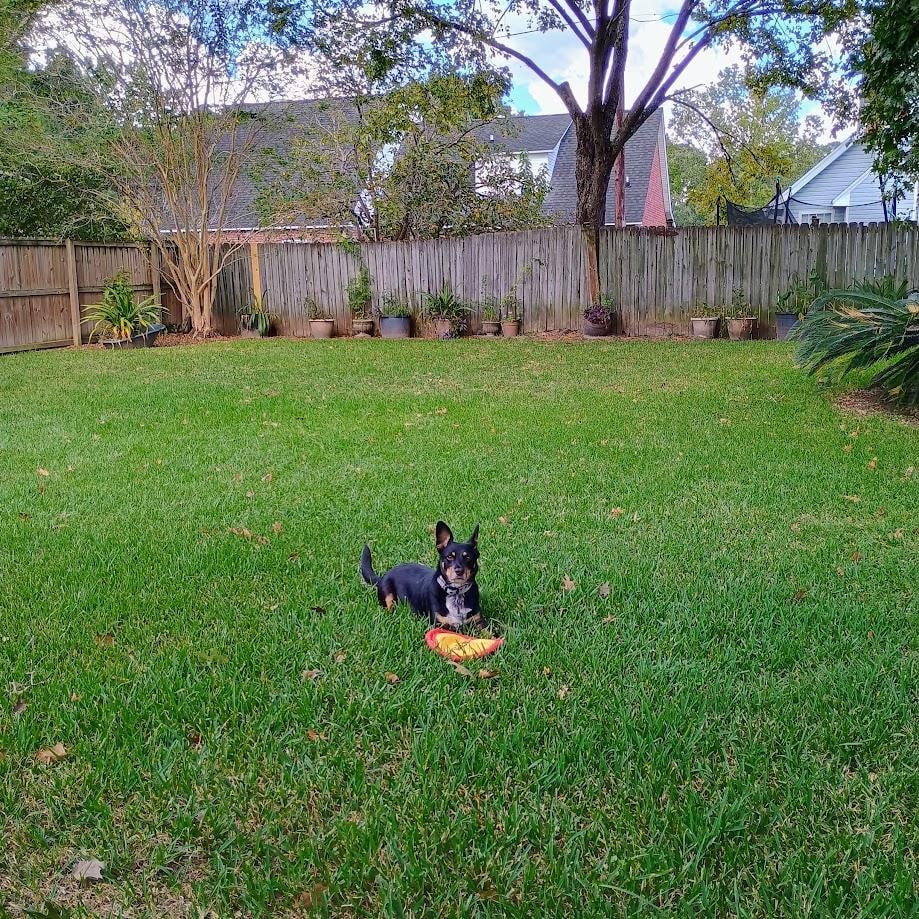 Bubba says that ALL Dogs and their humans will LOVE staying at the Marie! Best Back Yard to play ball or throw a frisbee! 