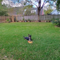 Bubba says that ALL Dogs and their humans will LOVE staying at the Marie! Best Back Yard to play ball or throw a frisbee!
