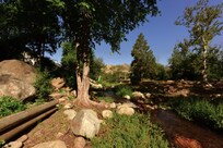 This is of the creek in back of the house during the morning.