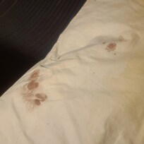 ? Blood stained pillow