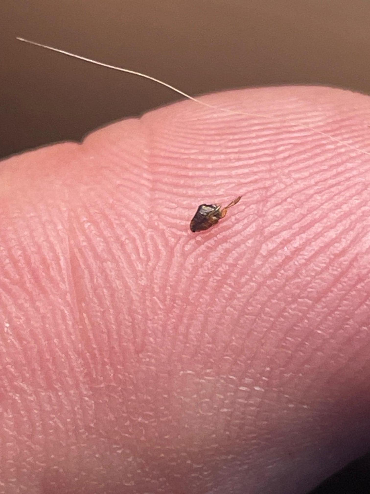 Ticks within an hour of getting there