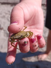 We did a fair amount of tide pooling at low tide. Lots of critters to be found!