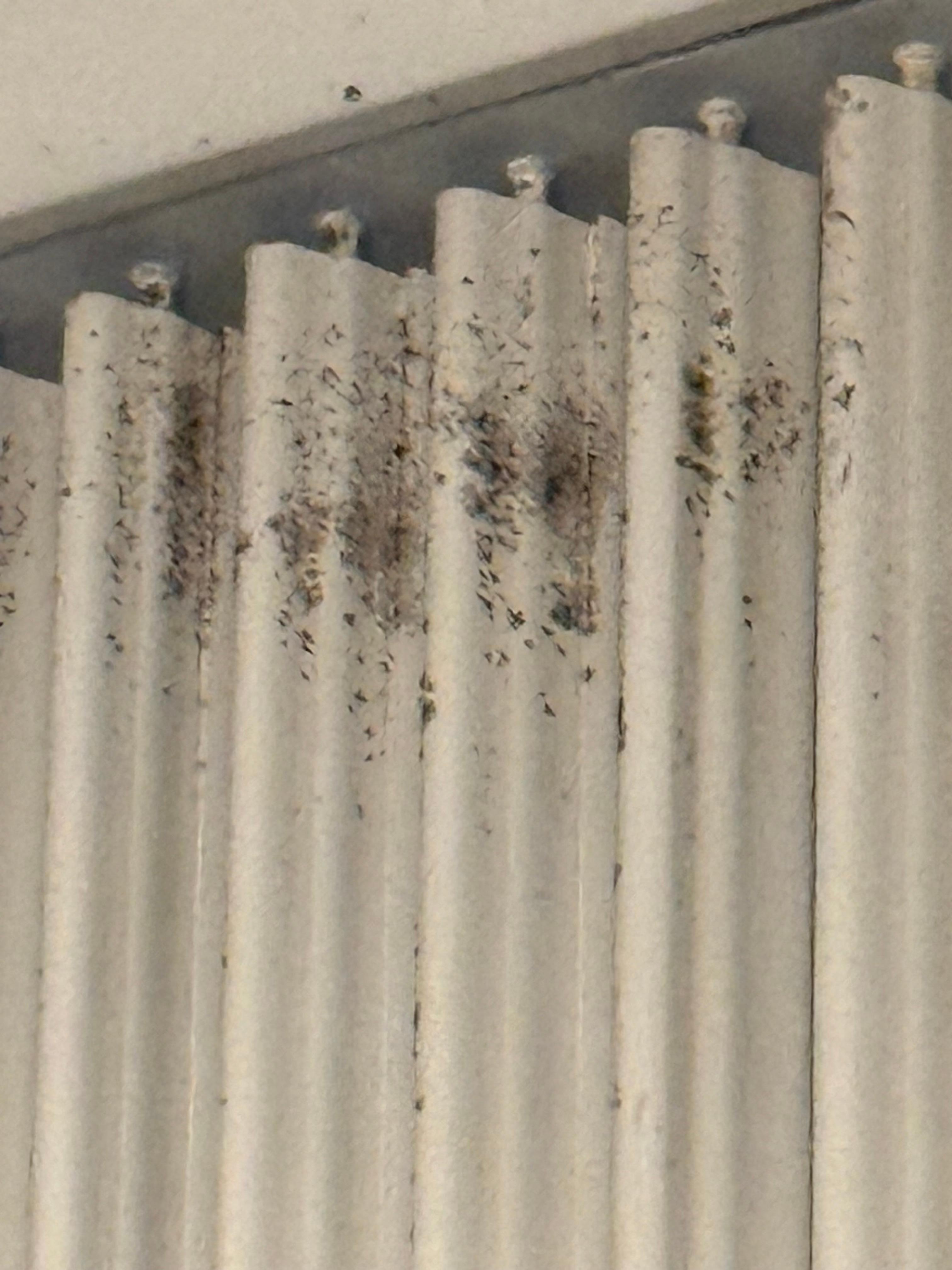 mold on AC vent