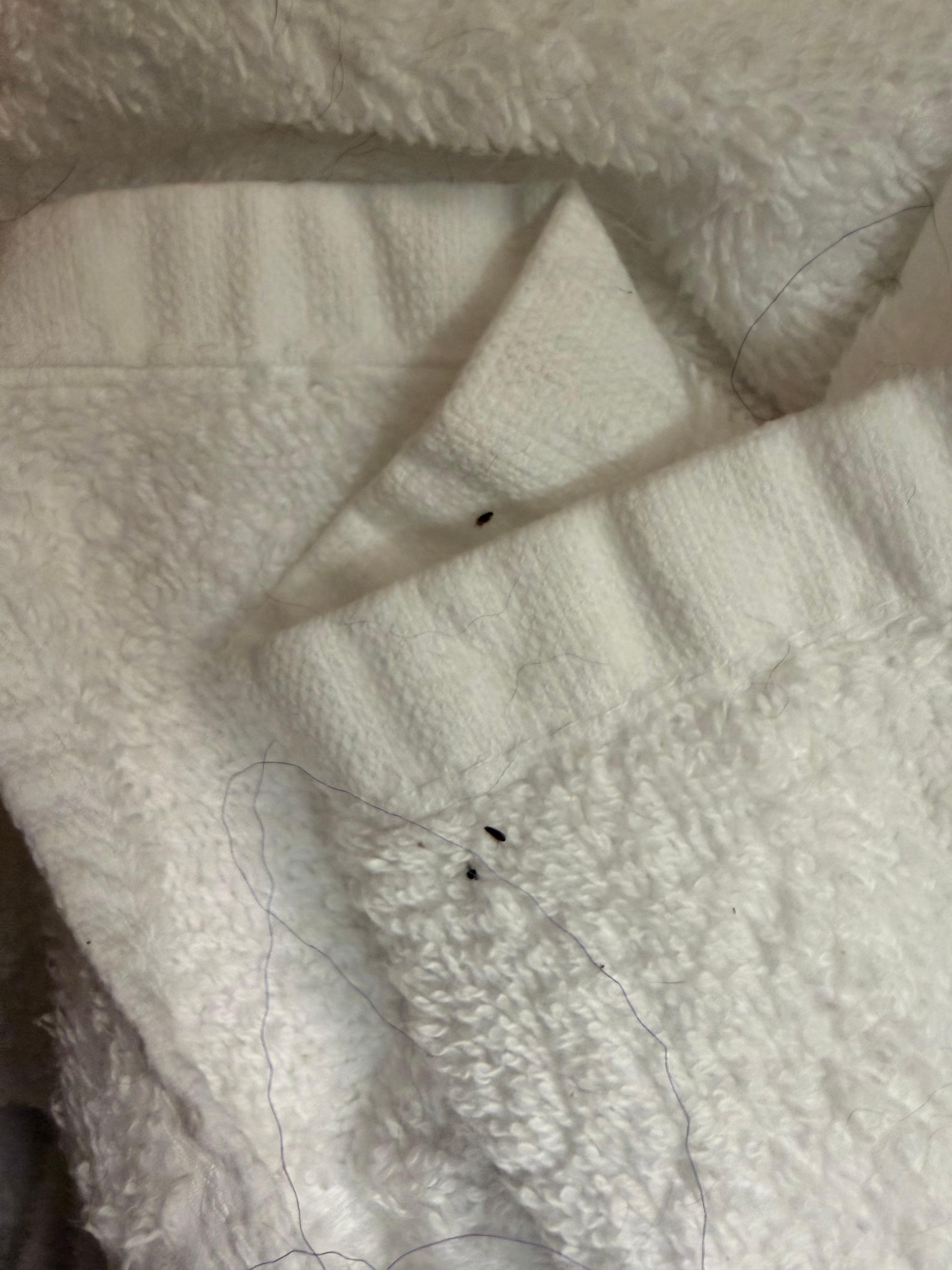 Only thought to take pics when we saw these on the towels 