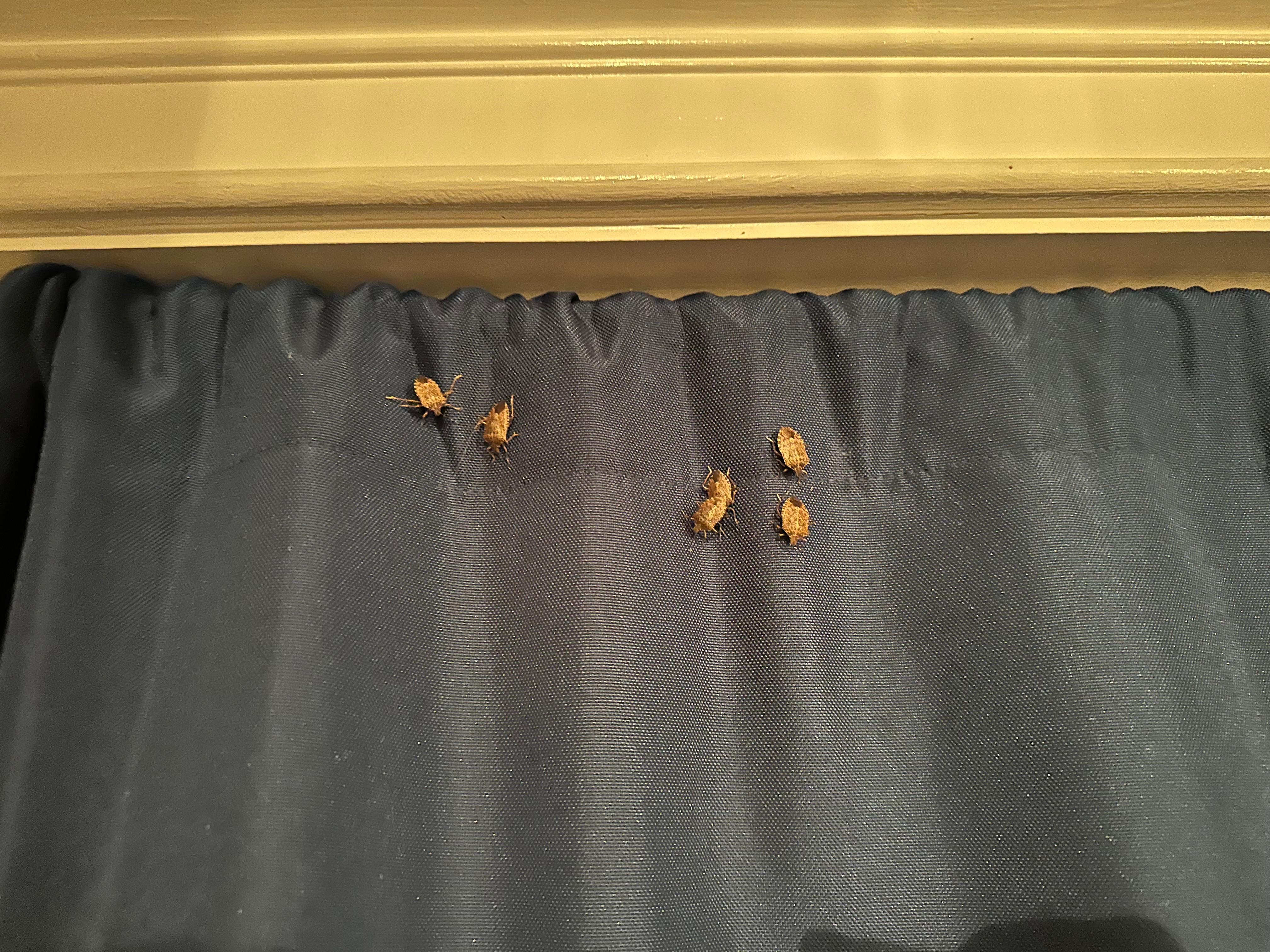 Stink bugs at home  on the curtains - there were several dozen in this room alone, and more throughout the house