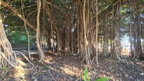 tree next to the beach acess
