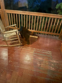 Baby bear on back deck upstairs and he tried to come in but we told him go home and he did!