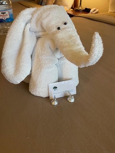 This was a cute little towel animal that was waiting for us when we arrived. So cute! 