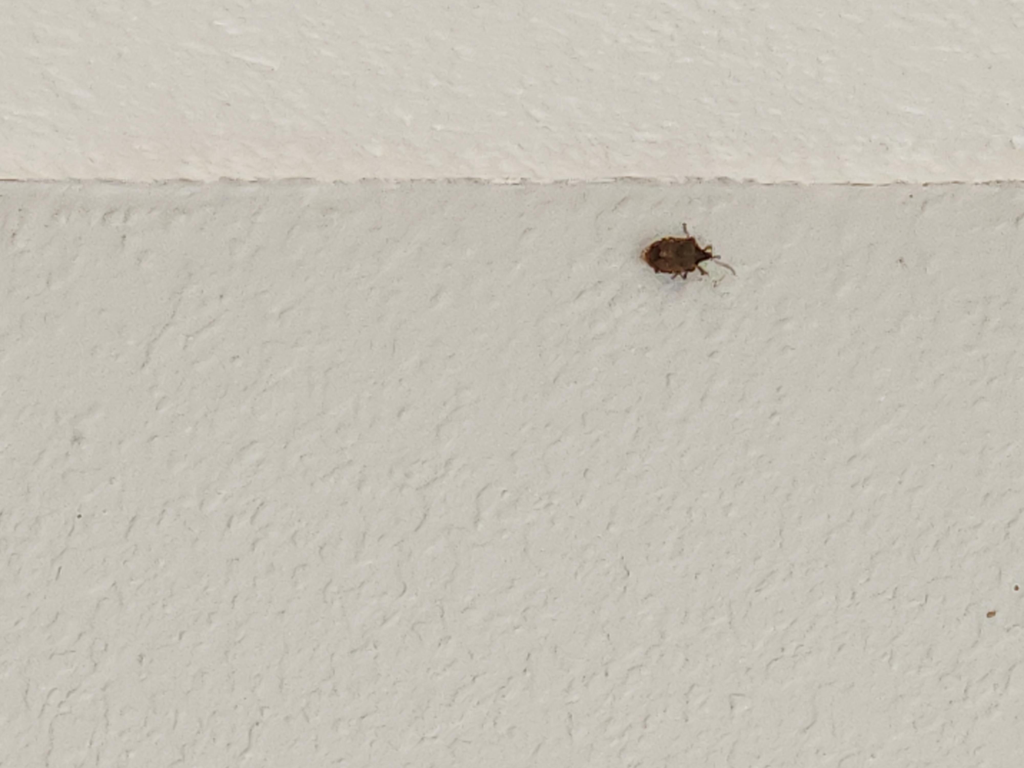 These were the bugs we found in our room, in the hallways and in the entrance doorway.